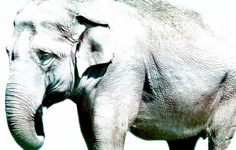 Elefant