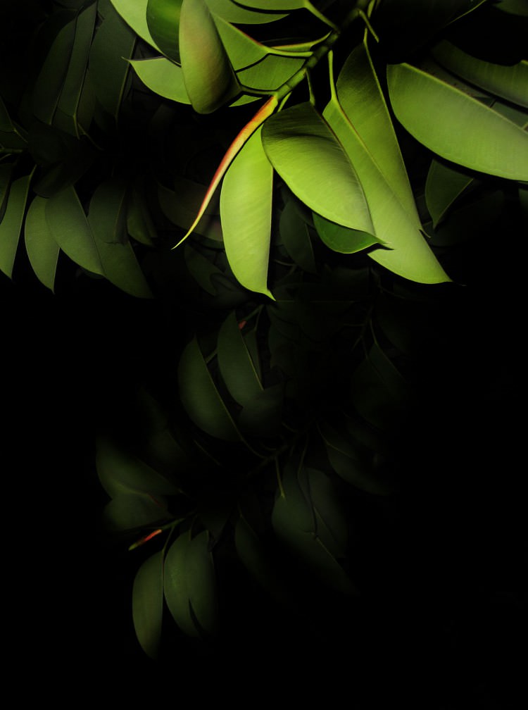 Tree Kalender